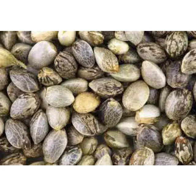 The 100 Most Popular Cannabis Seeds Ever Created (Genetics Guide)