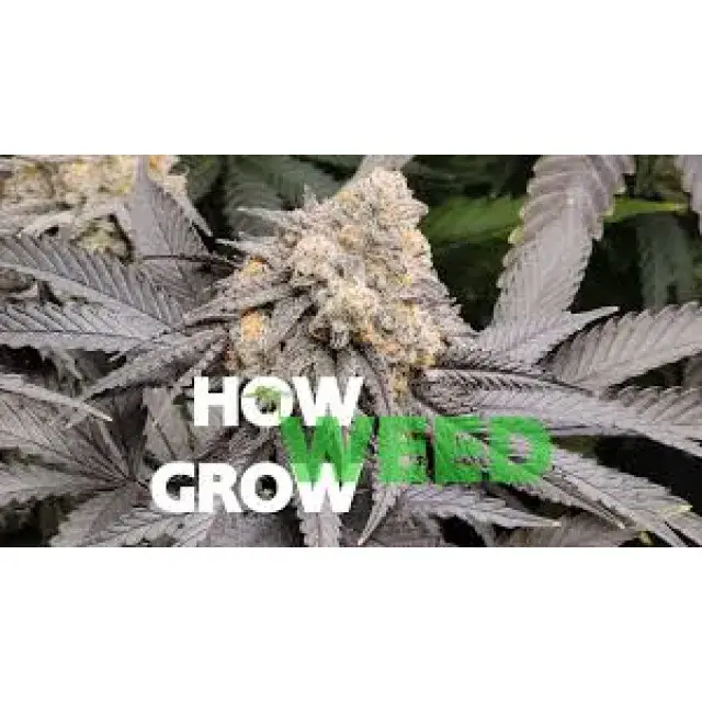 The 500 Most Searched Cannabis Seeds Questions (Ultimate Grower Guide)