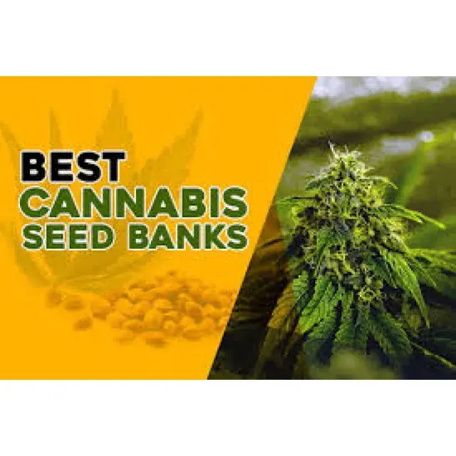 Cannabis Seeds: The Best Cannabis Seeds Seed Banks Worldwide.