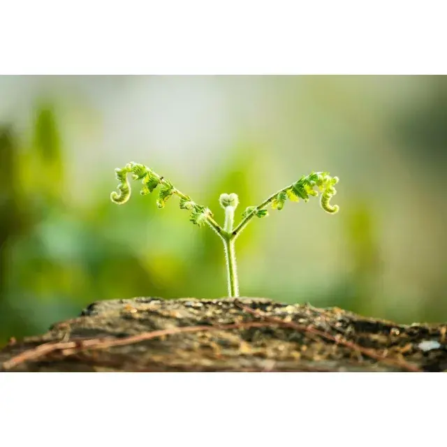 How to Buy Cannabis Seeds from the UK’s #1 Cannabis Seeds Store: Discount Cannabis Seeds.