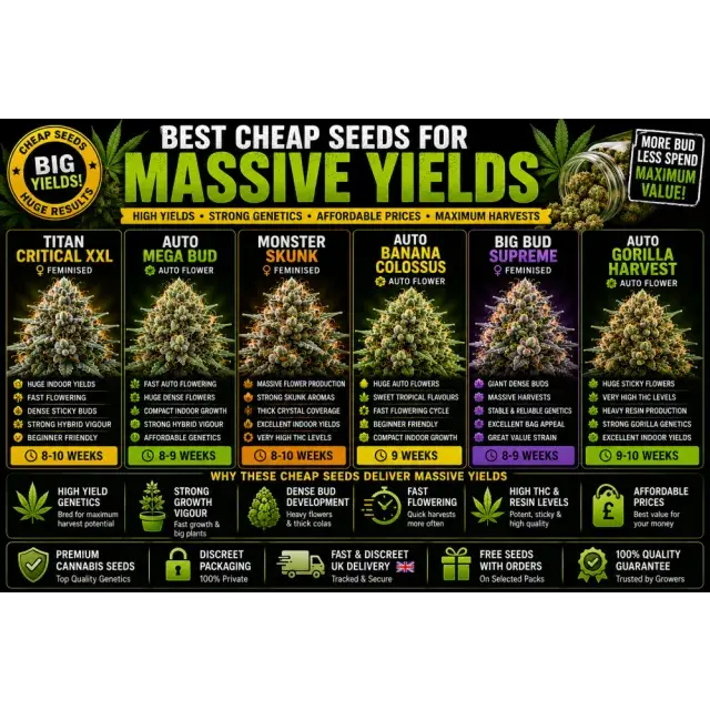 Cannabis Seeds: The Best Cheap Seeds for Massive Yields.