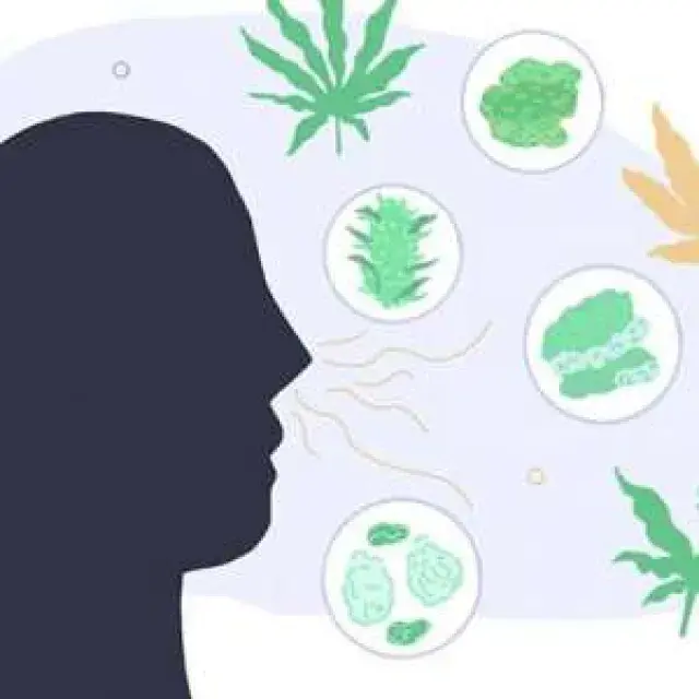 Cannabis Seeds: Low Odour Cannabis Seeds for Discreet Growing.