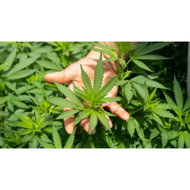 Cannabis Seeds: Shaping the Future of Medicinal Research.