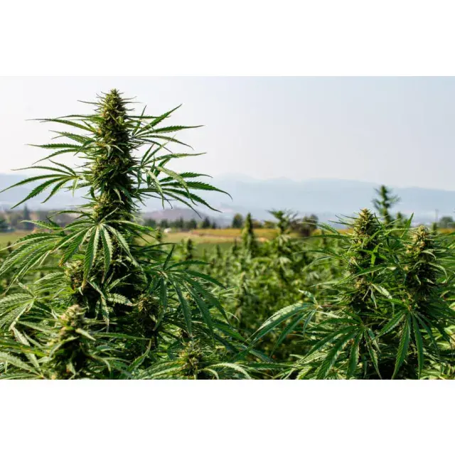 The Best Outdoor Cannabis Seeds for Big Harvests.