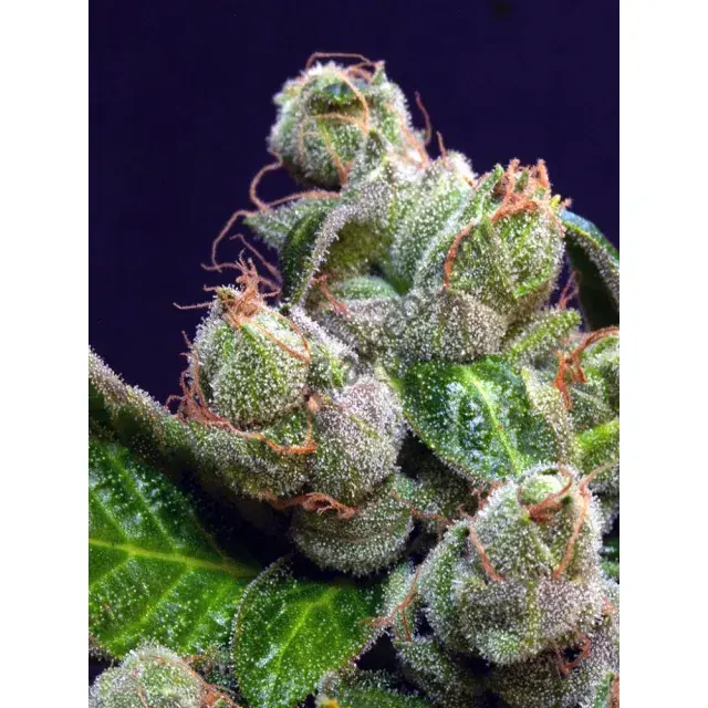 Understanding Cannabis Seeds Size: How Shape and Colour Impact Your Growing Success at Discount Cannabis Seeds.