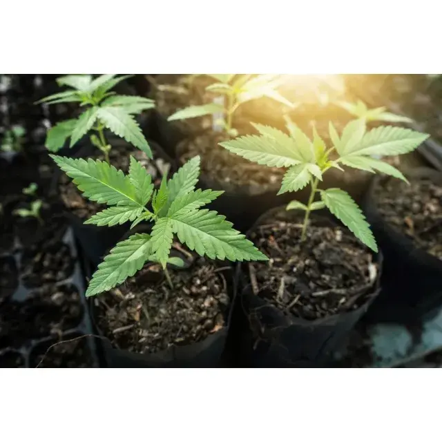The Evolution of Autoflowering Seeds Over the Last Decade at Discount Cannabis Seeds: A Comprehensive Analysis