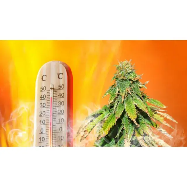 The Perfect Temperature for Growing Cannabis Seeds: A Guide from Discount Cannabis Seeds.