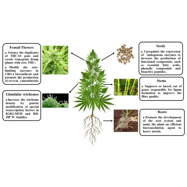 Cannabis Seeds – How Environment Can Influence Genetic Expression.