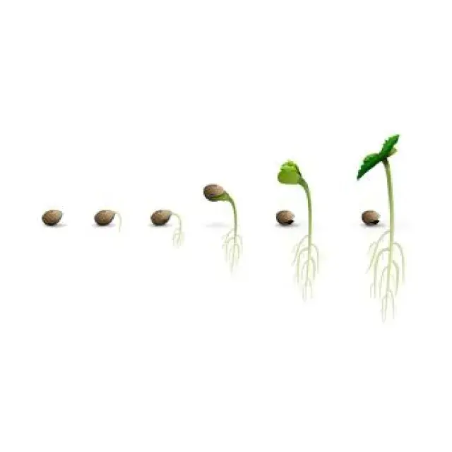 Cannabis Seeds: The Best Cannabis Strains for Stealth Growing.
