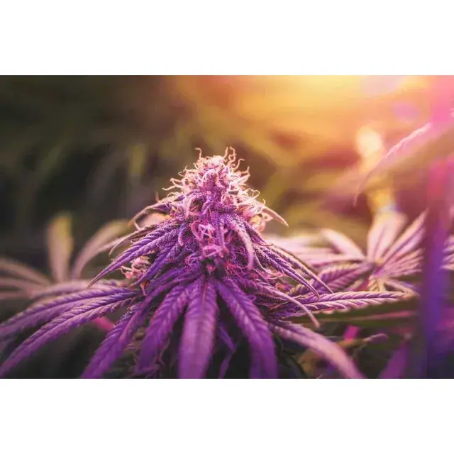The Ultimate Guide to Granddaddy Purple Cannabis Seeds.