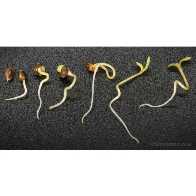 Discover Which Cannabis Seeds Have the Highest Germination Rates at Discount Cannabis Seeds.