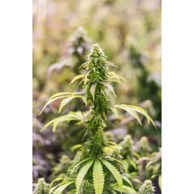 Mastering the Art: How to Grow Award-Winning Cannabis Seeds from Discount Cannabis Seeds.