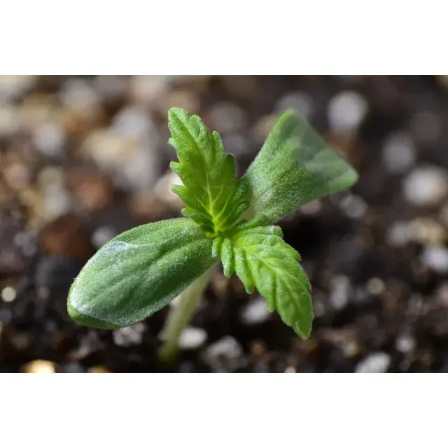 Top 5 Reasons You’ll Always Save at Discount Cannabis Seeds: Unlocking Affordable Quality.