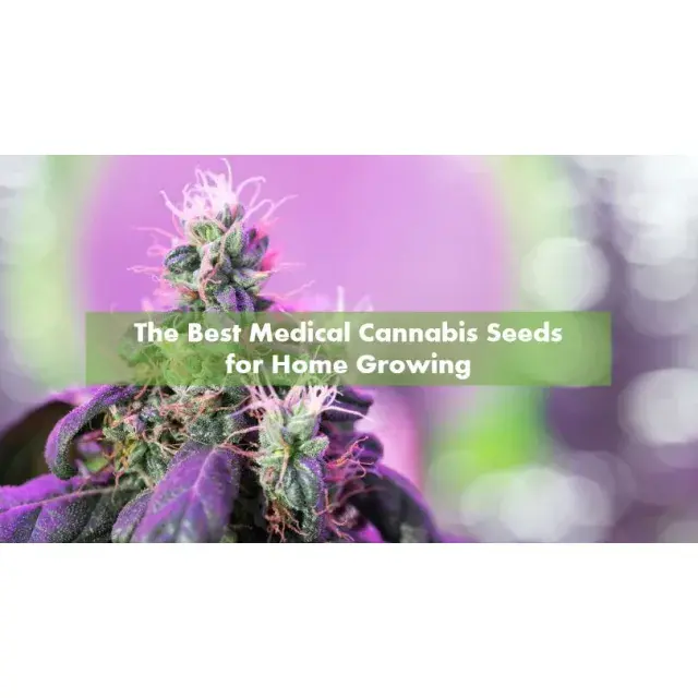 Unlocking the Potential: The Benefits of Medical Cannabis Seeds
