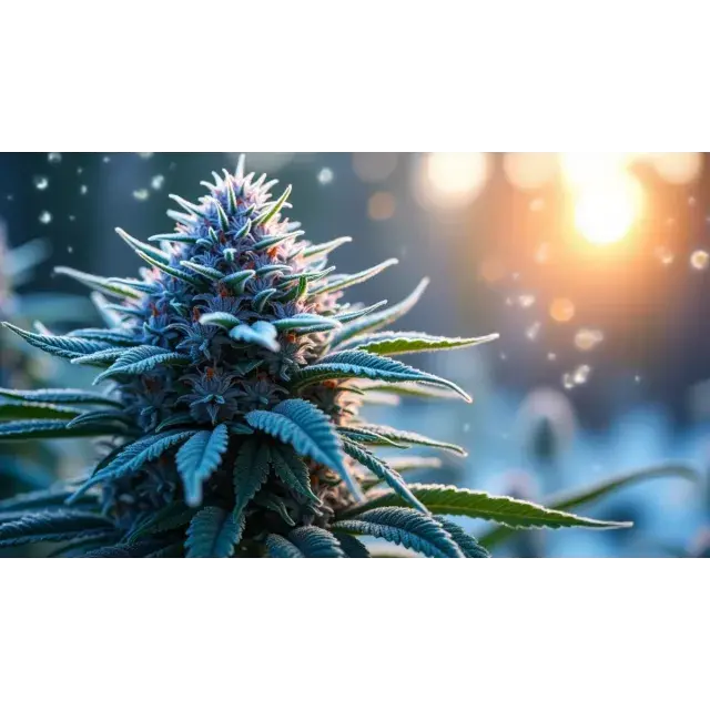 Top 10 Blue Dream Cannabis Seeds Picks for Uplifting Winter Spirits