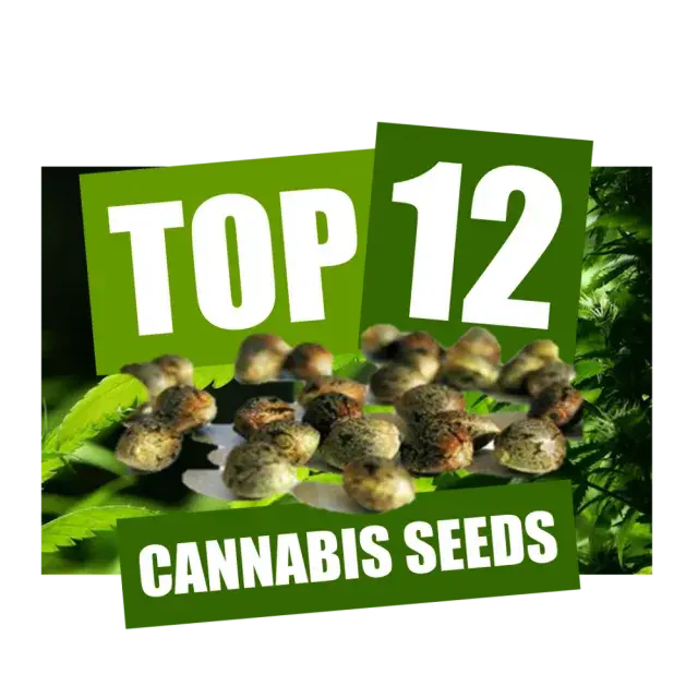 Top 12 Cannabis Seeds from Discount Cannabis Seeds