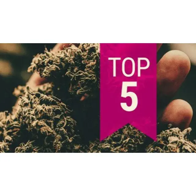 Cannabis Seeds - Increasing THC Levels.