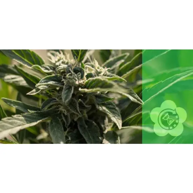 Cannabis Seeds - Feminised, High THC, Good Yield & 6 Week Flowering.
