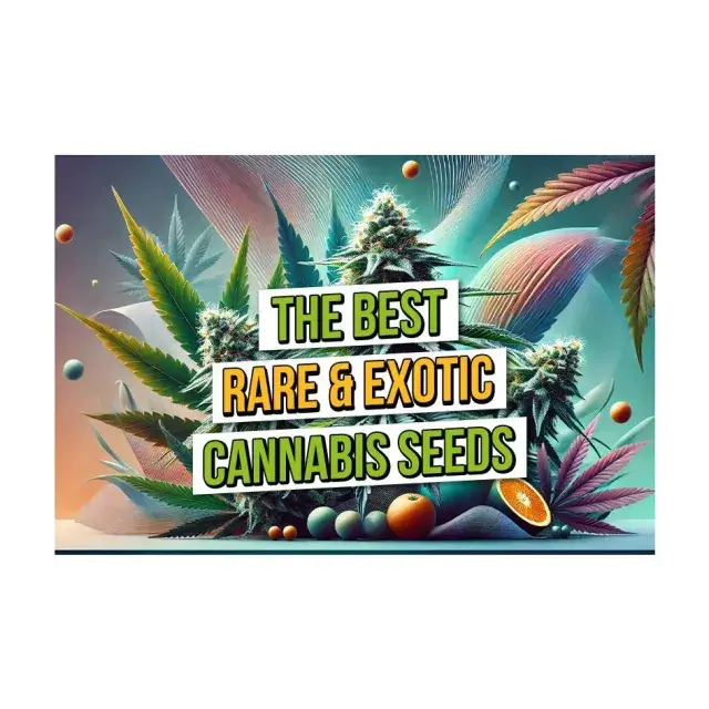 Top 10 Berry Cannabis Seeds Strains of All Time at Discount Cannabis Seeds. 