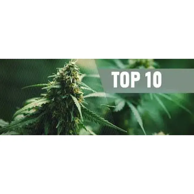 Top 10 Best Cannabis Seeds to Buy in 2026 At Discount Cannabis Seeds.