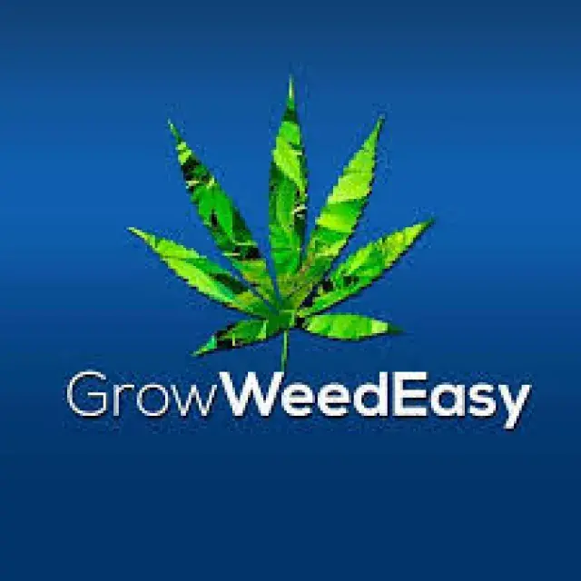 Cannabis Seeds: The Top 10 Best Cannabis Seeds for Beginners.