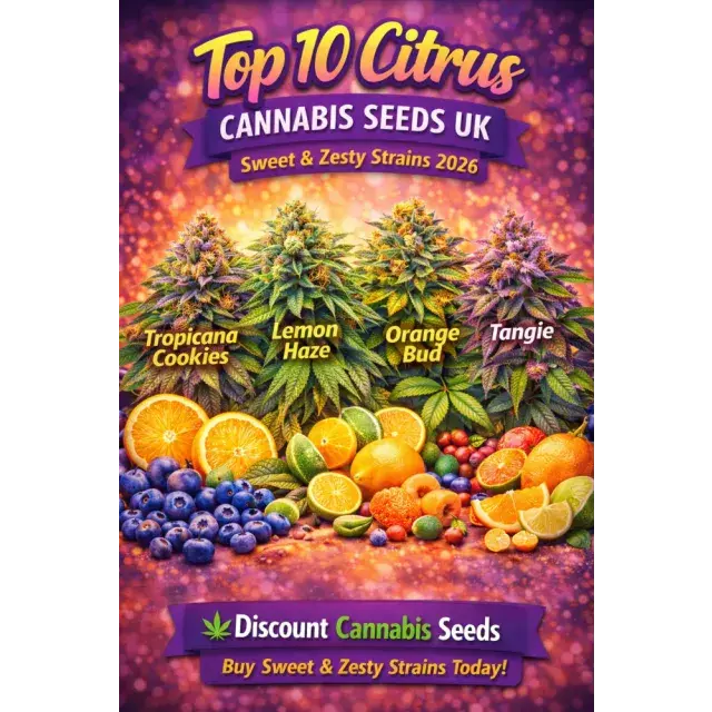 Top 10 Citrus Cannabis Seeds UK (Zesty & Lemon Strains 2026).