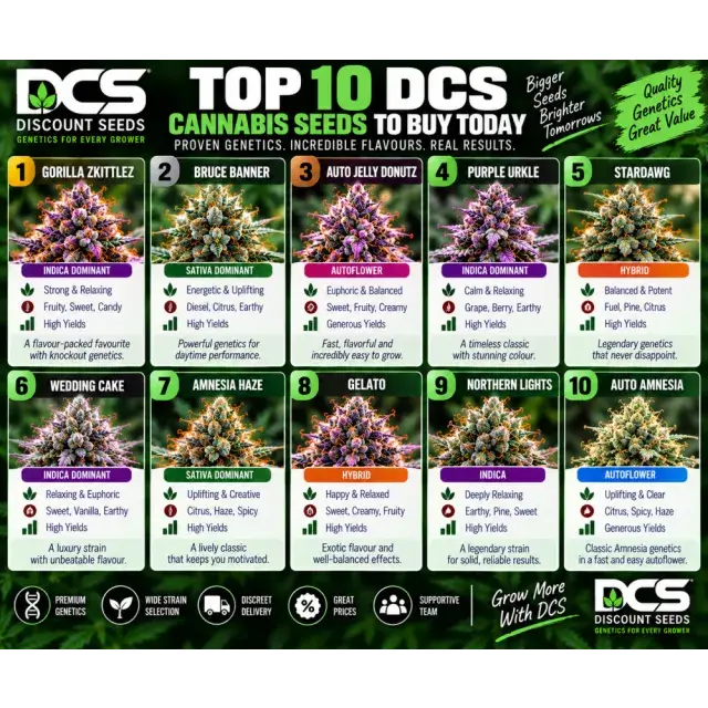 Cannabis Seeds: The Top 10 DCS Cannabis Seeds to Buy Today.