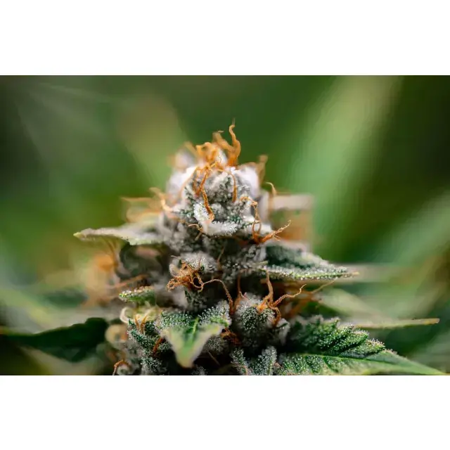 Top 10 Frostiest Cannabis Seeds: Grow These Sparkling Beauties.