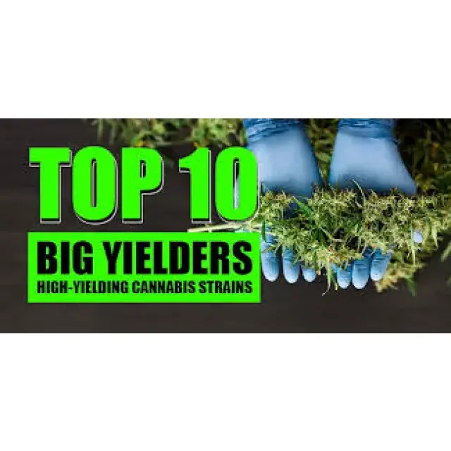 Top 10 Highest Yielding Cannabis Seeds (Big Harvest Strains 2026).