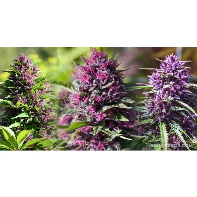 Top 10 Most Colourful Cannabis Seeds (Purple & Exotic Buds 2026).