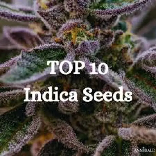 Top 10 Most Potent Indica Cannabis Seeds (Couch-Lock Strains 2026)