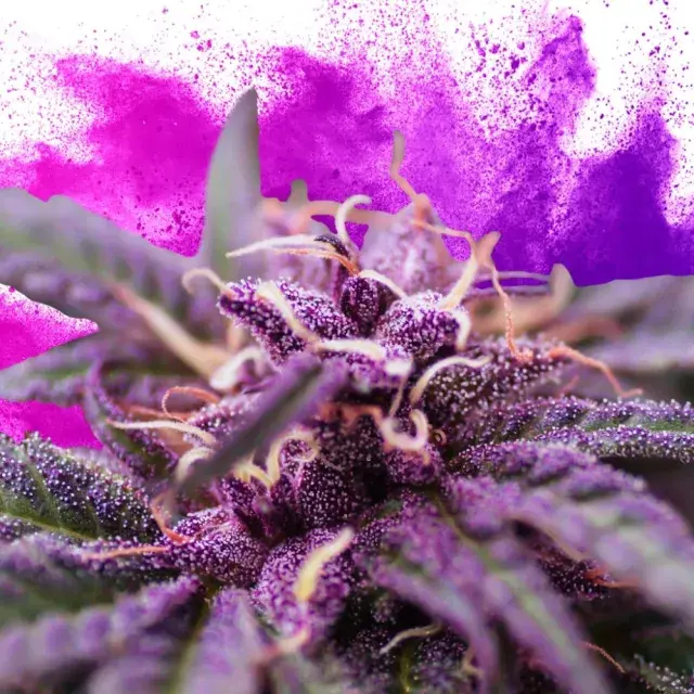 Top 10 Purple Cannabis Seeds UK (Colourful Strains 2026).