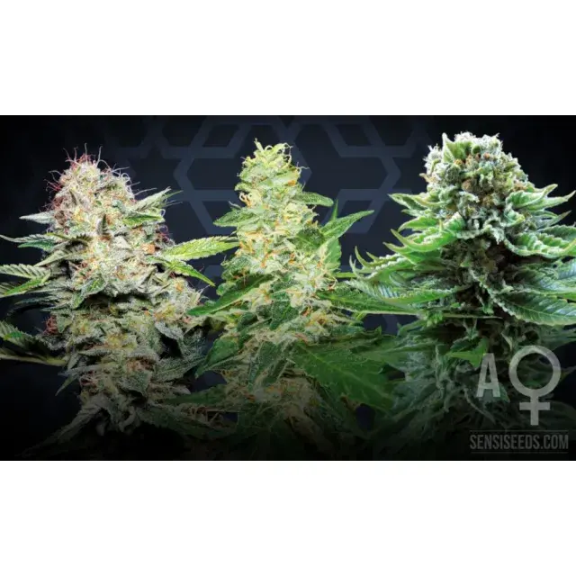Cannabis Seeds and Space Planning: Choosing Genetics for Small Rooms