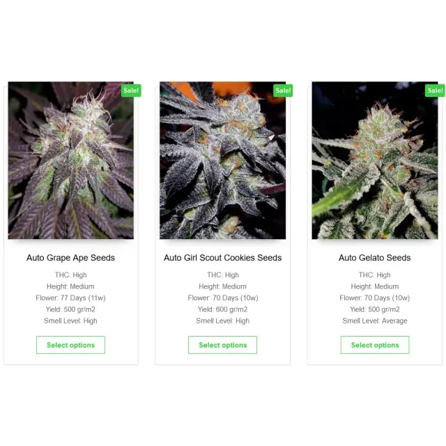 Best Budget Cannabis Seeds UK (Affordable & Reliable Options)