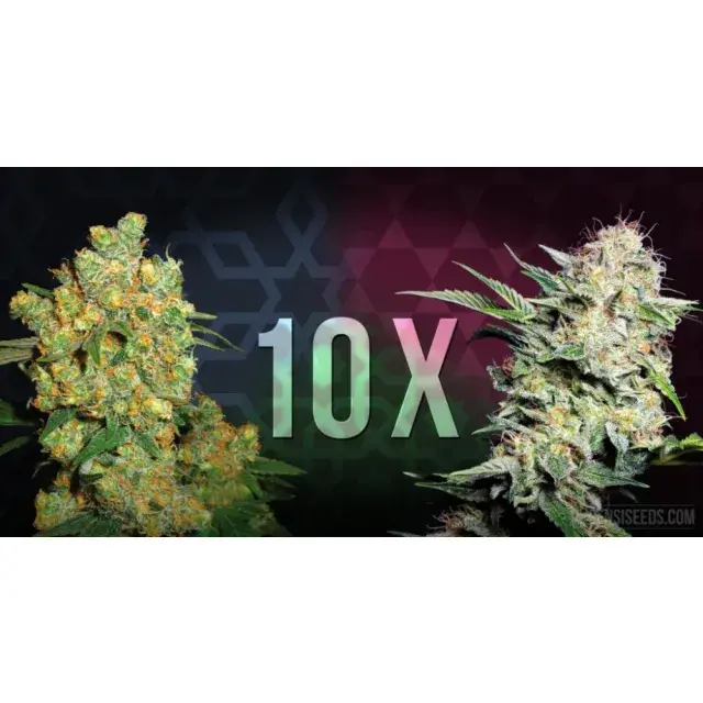 Cannabis Seeds Curing Guide. How To Improve Flavour, Aroma, and Final Quality.