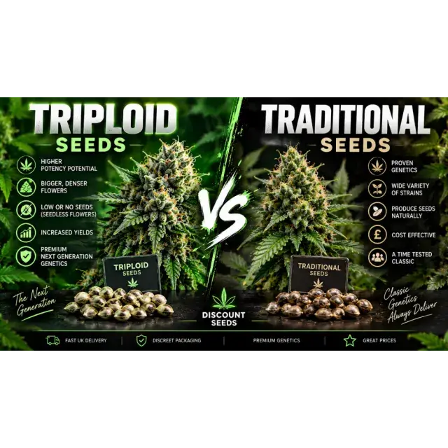 Cannabis Seeds: Triploid Cannabis Seeds vs Traditional Seeds.