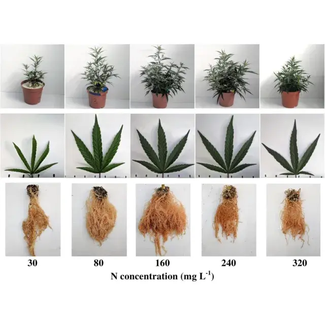 Troubleshooting Common Cannabis Seeds Growing Problems: Expert Tips from Discount Cannabis Seeds.