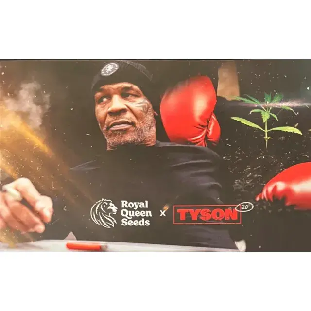 Mike Tyson 2.0 Cannabis Seeds