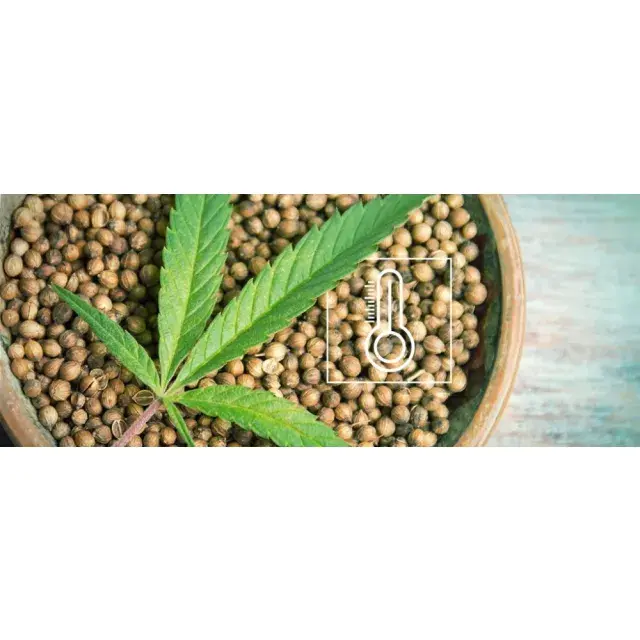 The Best Cannabis Seeds in the UK: Top Strains Reviewed for 2025.
