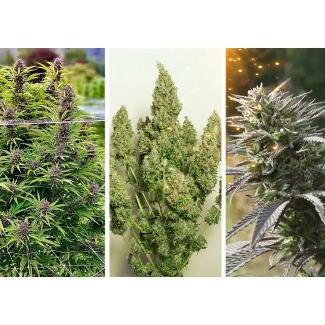 Unkillable Cannabis Seeds: The Ones Even James Bond Can't Defeat. 