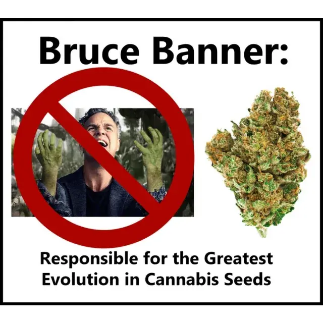 Discover the Bruce Banner Top Strains at Discount Cannabis Seeds.