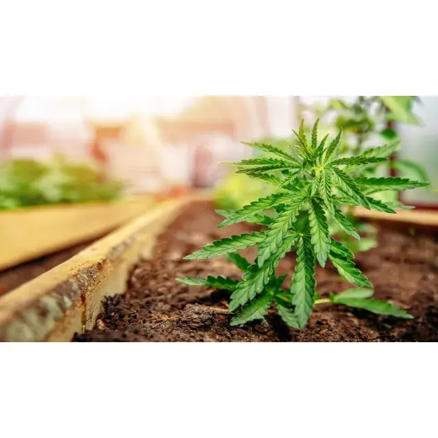Discover the Top 10 Cannabis Seeds That Flower Fast at Discount Cannabis Seeds.