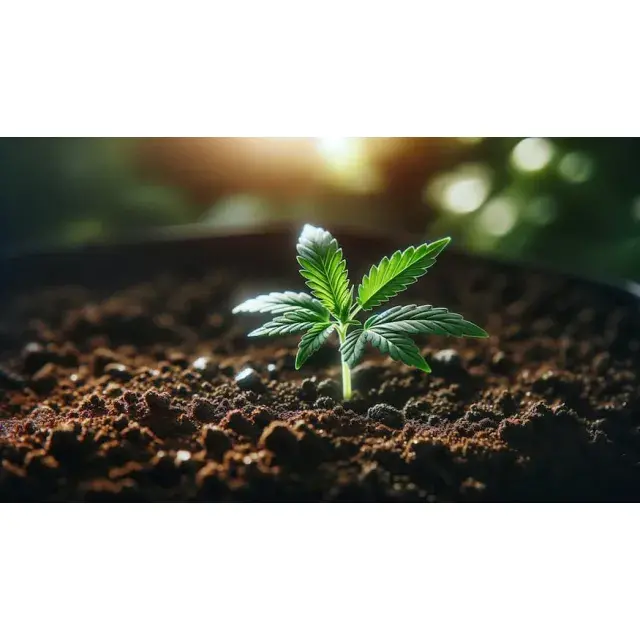 Cannabis Seeds: Why Bigger Yields Don’t Always Mean Better Weed.