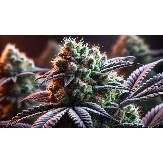 Unveiling the Gelato Strain Cannabis Seeds: Discover What Makes Them Special at Discount Cannabis Seeds.