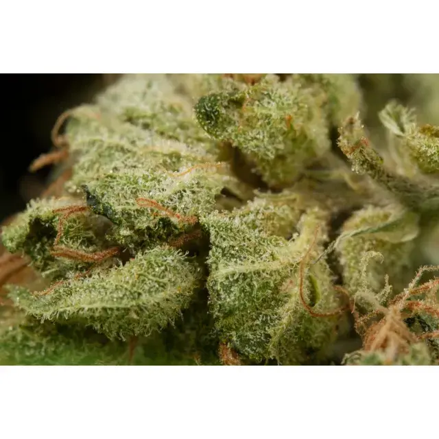 Unveiling the Popularity of Amnesia: Why It Remains a Top Choice for Cannabis Seeds in the UK at Discount Cannabis Seeds.