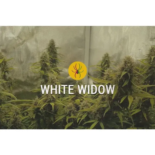 Exploring the Benefits of White Widow x Big Bud Cannabis Seeds.