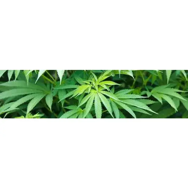 Weed addiction - Discount Cannabis Seeds