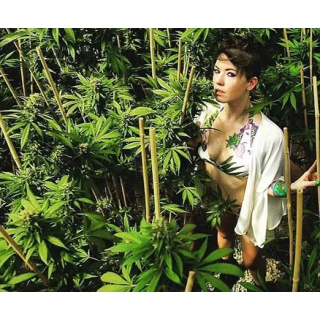 Cannabis Seeds - Growing Cannabis Outdoors.