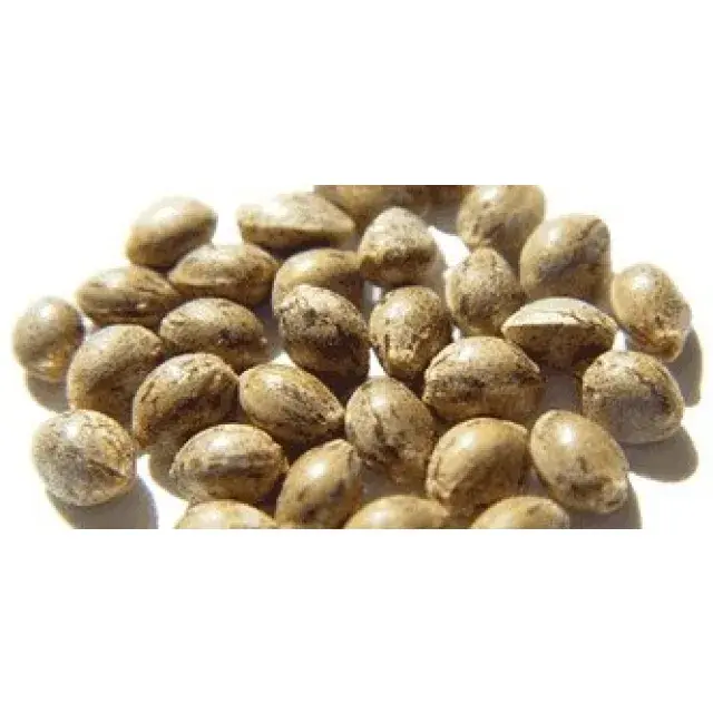 Weed Seeds - Discount Cannabis Seeds.