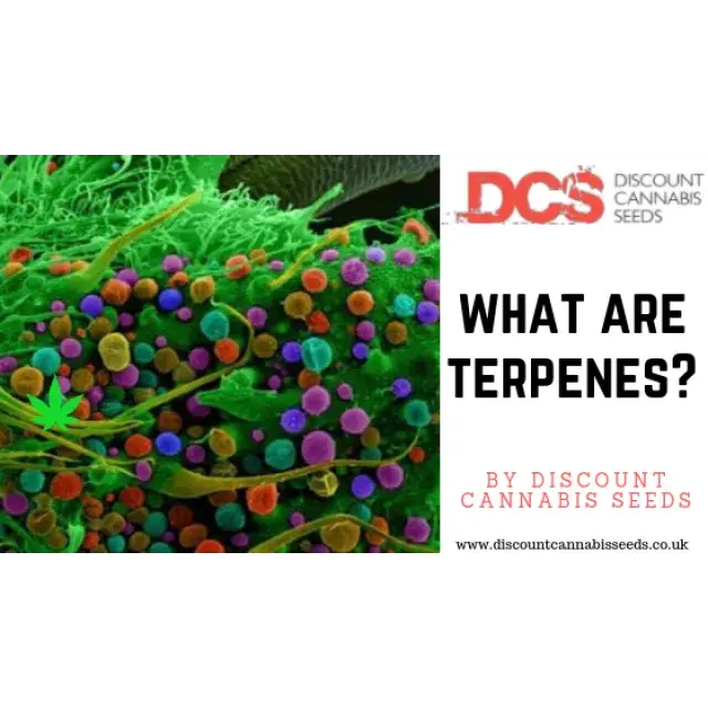 Cannabis Seeds - What are Terpenes?